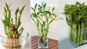 الزراعة العنايه بنبات الخيزران البامبو Youtube