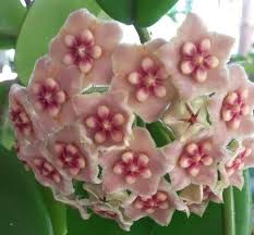 Pin On Hoya Wax Plant Porcelain Flower