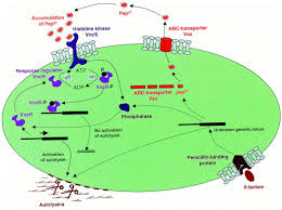 Image result for Penicillin Resistant Pneumococcus
