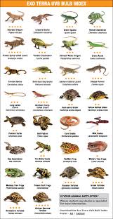 Lizard Species Chart A Selection Of Pins About Animals