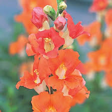Snapdragons Chantilly Bronze Annual Flower Seeds Annual Flowers Flower Seeds Annual Plants