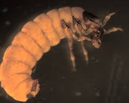 Image result for Glossostelma brevilobum