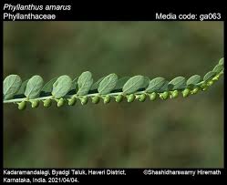 Image result for Phyllanthus inflatus