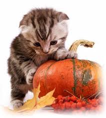 However, most cats find it appealing once it is. Pumpkin For Cats