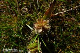 Image result for Elytrophorus spicatus