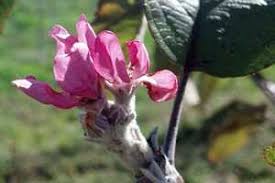 The flowering apple tree has pink leaves with three blooms in the center. Why Are My Apples Blooming During Fall Msu Extension