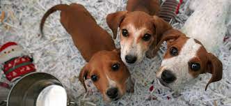 Determining the value of some pets is very difficult in adopt me, especially if those pets haven't been available for a while. Richmond Spca