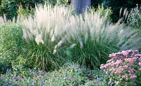 Weitere ideen zu garten, gräser, pflanzen. Grasergarten Gestalten Anlegen Und Pflegen Mein Schoner Garten