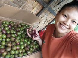 Bago gid ne harvest from Baguio farm PHP 390 per dozen FOR HARVEST TIME  NA.. PM NA.. OCTOBER 27, SUNDAY AVAILABLE