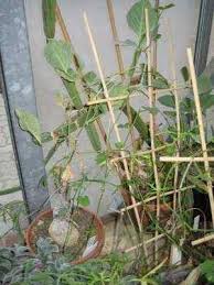 Image result for Neorautanenia