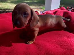 Browse available puppies from 5 star breeders. Miniature Dachshund Puppies For Sale Townsend Ga 328884