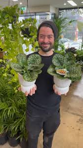 Image result for Streptocarpus leptopus