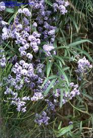 Image result for Hardenbergia comptoniana