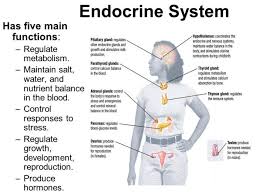 What Does The Endocrine System Do Human Body Systems Key Ideas Of Homeostasis How Do The Skeletal Endocrine System Endocrine Human Body Systems