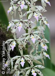 Image result for Polycarpaea prostratum