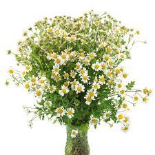 Pin On Just Flower Things