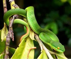 Maybe you would like to learn more about one of these? Gumprecht S Green Pit Viper Album On Imgur