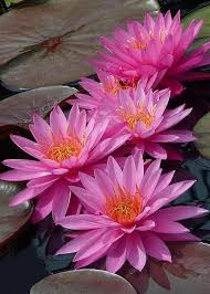 Visualizza altre idee su fiori, piante, ninfee. Pin Su Giardini Acquatici