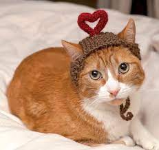 If you're a beginner, knitting a hat is a good way to learn a few new skills in a manageable way. Cats In Hats Pattern Book For Crafters Goes Ridonculously Viral The Denver Post