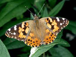 All stages of the life cycle can be found throughout temperate north america as well as madeira and the ca. Painted Lady Butterflies Are Abundant In Many Areas What Now Cropwatch University Of Nebraska Lincoln