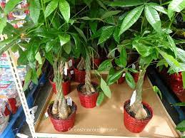 Pachira Braid Money Tree Costco Money Trees Aluminum Roof Tree