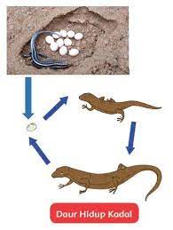 Perkembangbiakan vegetatif alami adalah perkembangbiakan. Bagaimana Daur Hidup Kadal Brainly Co Id
