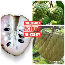 Maybe you would like to learn more about one of these? Buy Anak Pokok Nona Manis Seetracker Malaysia
