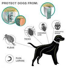 7 comment bien choisir son collier antipuce ? Collier De Chien Chat Anti Puces Tiques Insectes 8 Mois Protection Impermeable Long Lasting Pet Colliers