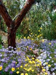 Australian Native Cottage Garden Cottage Garden Plants Australian Garden Australian Wildflowers