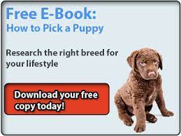 All Akc Recognized Breeds Puppies For Sale Akc Breeders American Kennel Club Puppies Bulldog Puppies For Sale Puppies For Sale