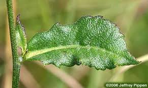 Image result for Vernonia natalensis