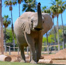 The african bush elephant is the largest of all living creatures on land today, with some individuals growing to weigh more than 6 tonnes. What S The Difference African Elephants And Asian Elephants Reid Park Zoo