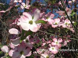E' un albero il cui. Corniolo Da Fiore Una Nuvola Color Pastello In Giardino
