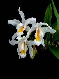Cristata Coelogyne Nativa Do Himalaia Incluindo China India Nepal E Butao Bem Como Bangladesh Crescido E Foto Orchid Photo Beautiful Orchids Rare Orchids
