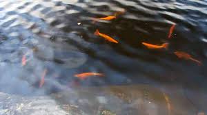 Maybe you would like to learn more about one of these? Golden Orfe In Skarsvatnet Hordaland Norway Youtube