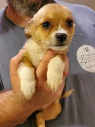 Reminder to all members there is no solicitation of puppies/dogs