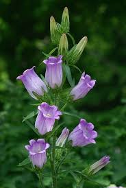 Canterbury Bells Campanula Medium Care And Propagation Information Beautiful Flowers Purple Flowers Pretty Flowers