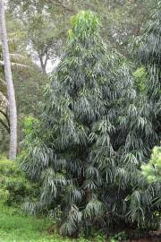Image result for Afrocarpus usambarensis