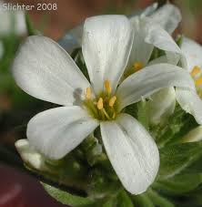 Image result for Lintonia nutans