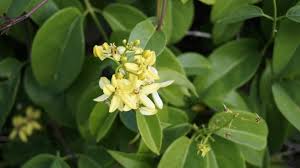 Image result for Tristellateia