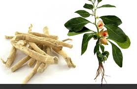 It grows in india, the middle east, and parts of africa. 25 Top Health Benefits Of Ashwagandha Hb Times