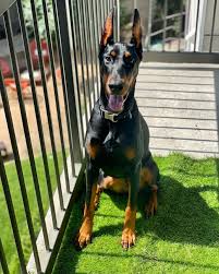 Von Disarrop Koa 4.25.21 💕 Morning time with Von Disaropp Koa 32 weeks  old! Super excited about her breeding later this year with Black Novak Croy  Del Nasi (Ali) Daron Stewart Gerardo