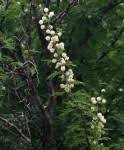 Image result for Acacia robusta