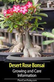 Desert Rose Bonsai How To Grow And Care For Adenium Bonsai Rose Plant Care Desert Rose Care Desert Rose