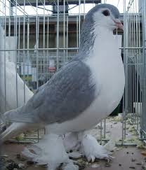 Black And White Pigeon Name Pakistani Fancy Pigeons And Names Hd Wallpapers Pet Pigeon Pigeon Breeds Pigeon Pictures