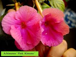 Hbf2020g · free ship on orders $15+ Achimenes Pink Kimono African Violets Flower Images Plants