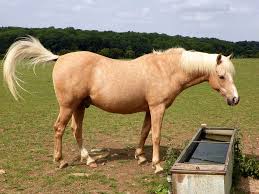 It is approximately 10 long so the laborious tasks of cleaning and sorting hair are now eliminated, and you can simply trim the hair to the graduated lengths required and dyed porcupine quills. 10 Facts About The Horsehair On A String Player S Bow Colorado Public Radio