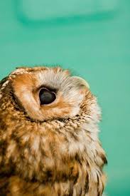 Bird That Sounds Like An Owl In The Morning Good Morning Animals Beautiful Animals