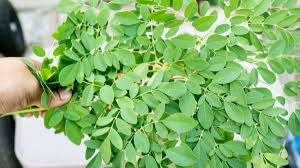 Daun kelor memiliki ukuran yang kecil, walau begitu daun kelor punya banyak manfaat kesehatan, bahkan banyak ilmuan menyebutnya sebagai pohon ajaib (miracle tree). Khasiat Daun Kelor Untuk Kesehatan Tubuh Matakita Id