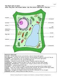 Maybe you would like to learn more about one of these? Plant Cell Color Page Worksheet And Quiz Ce 2 By Bluebird Teaching Materials